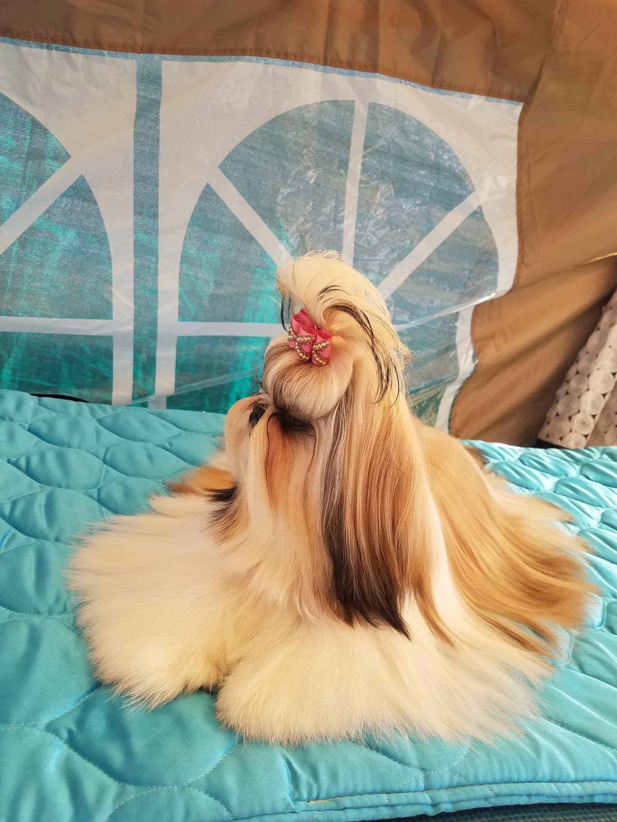 Shih Tzu Puppies Grand Champion Dam and Sire breeder image 23