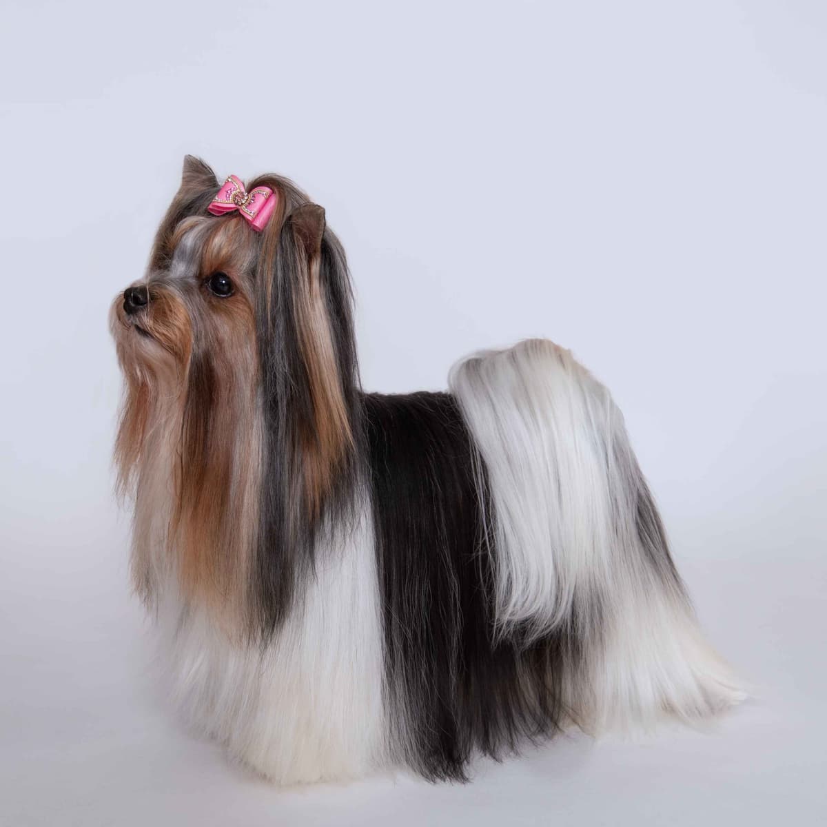 Biewer Terrier Puppies breeder image 15