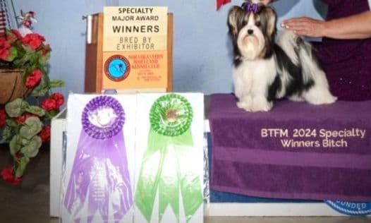 Biewer Terrier Puppies breeder image 18