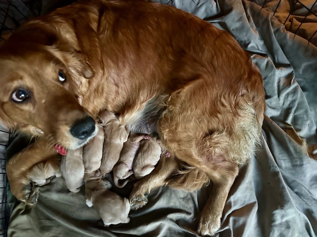 Golden Retriever Puppies breeder image 1