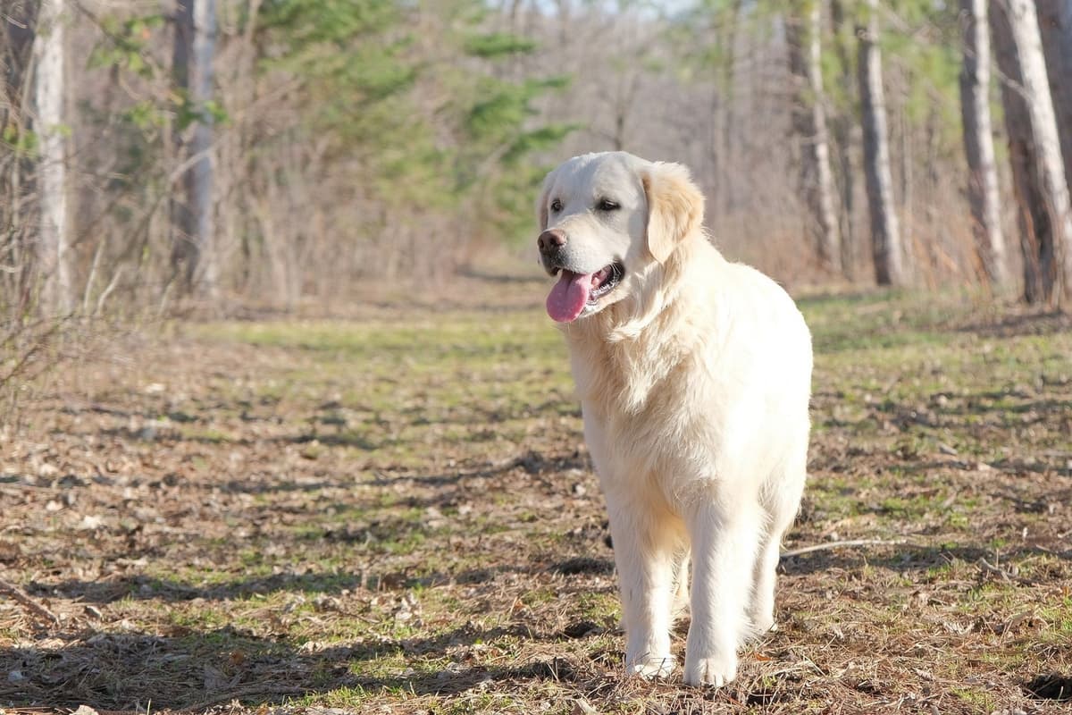 Marshwood Golden Retriever Puppies breeder image 1