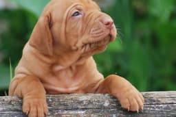 Scenic View Vizslas