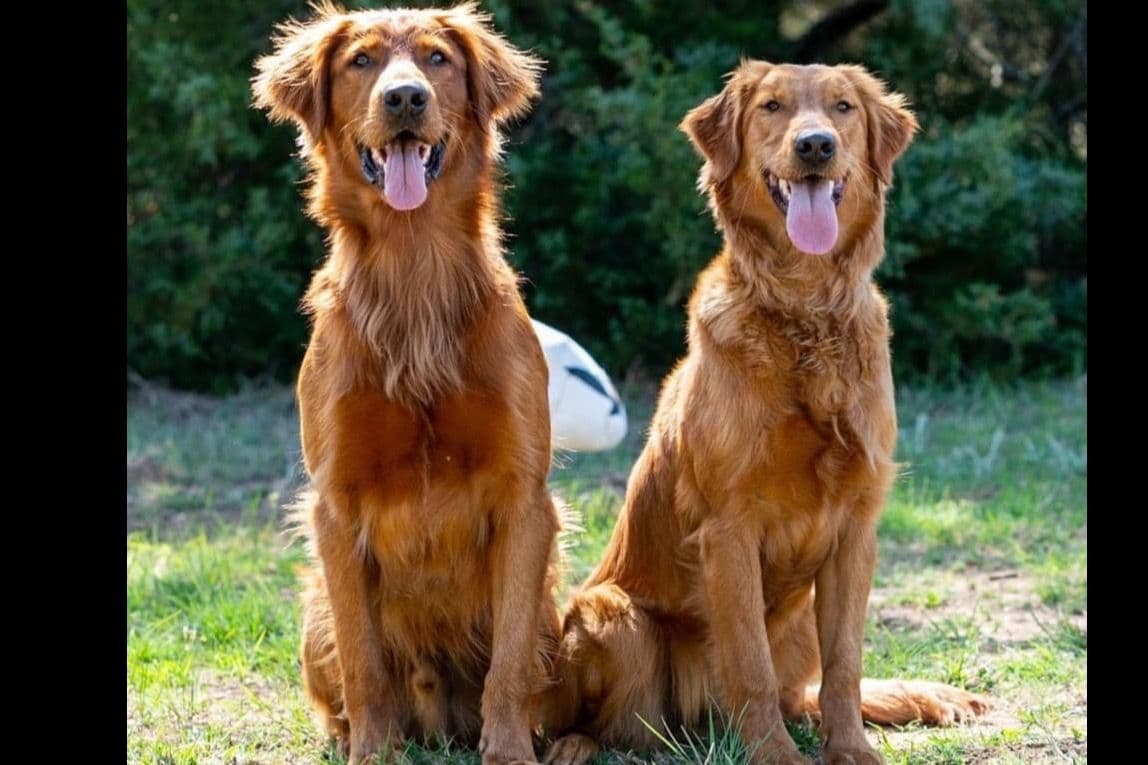 OFA CHIC + ECHO + Diversity Tested Parents breeder image 13