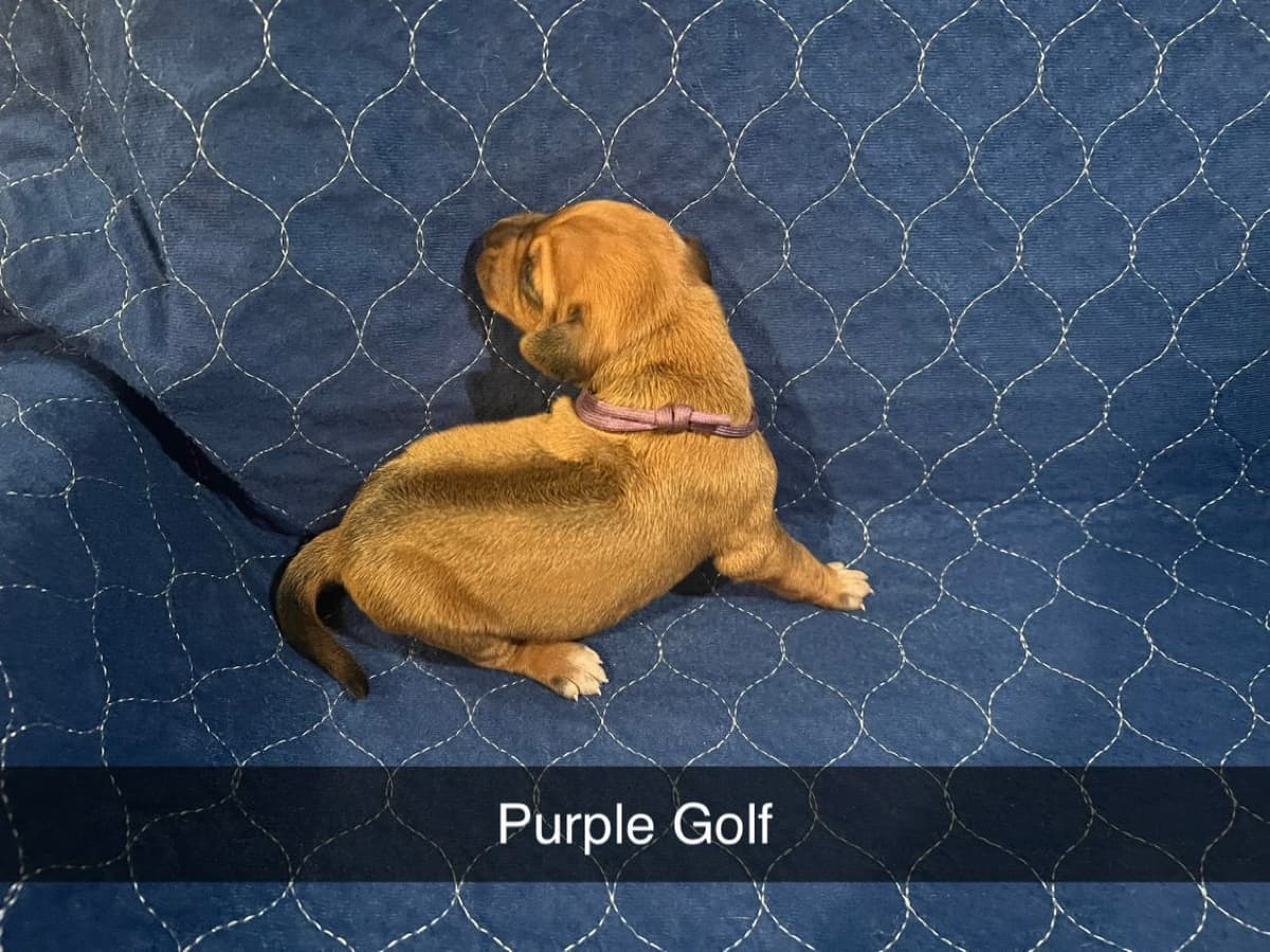 Rhodesian Ridgeback Puppies breeder image 7