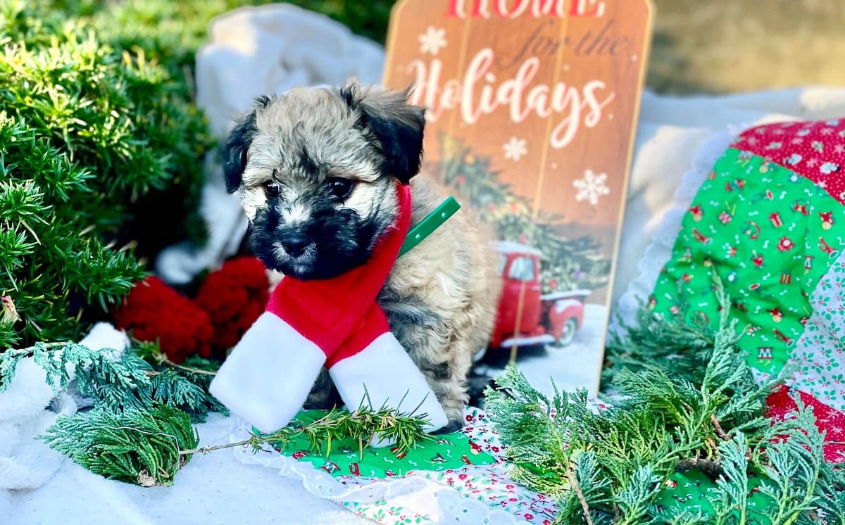 Beautiful Havanese Puppies. Call or text 717-807-7934 breeder image 10