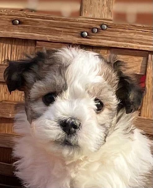 Beautiful Havanese Puppies. Call or text 717-807-7934 breeder image 13
