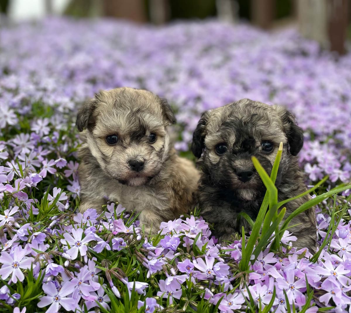 Beautiful Havanese Puppies. Call or text 717-807-7934 breeder image 20