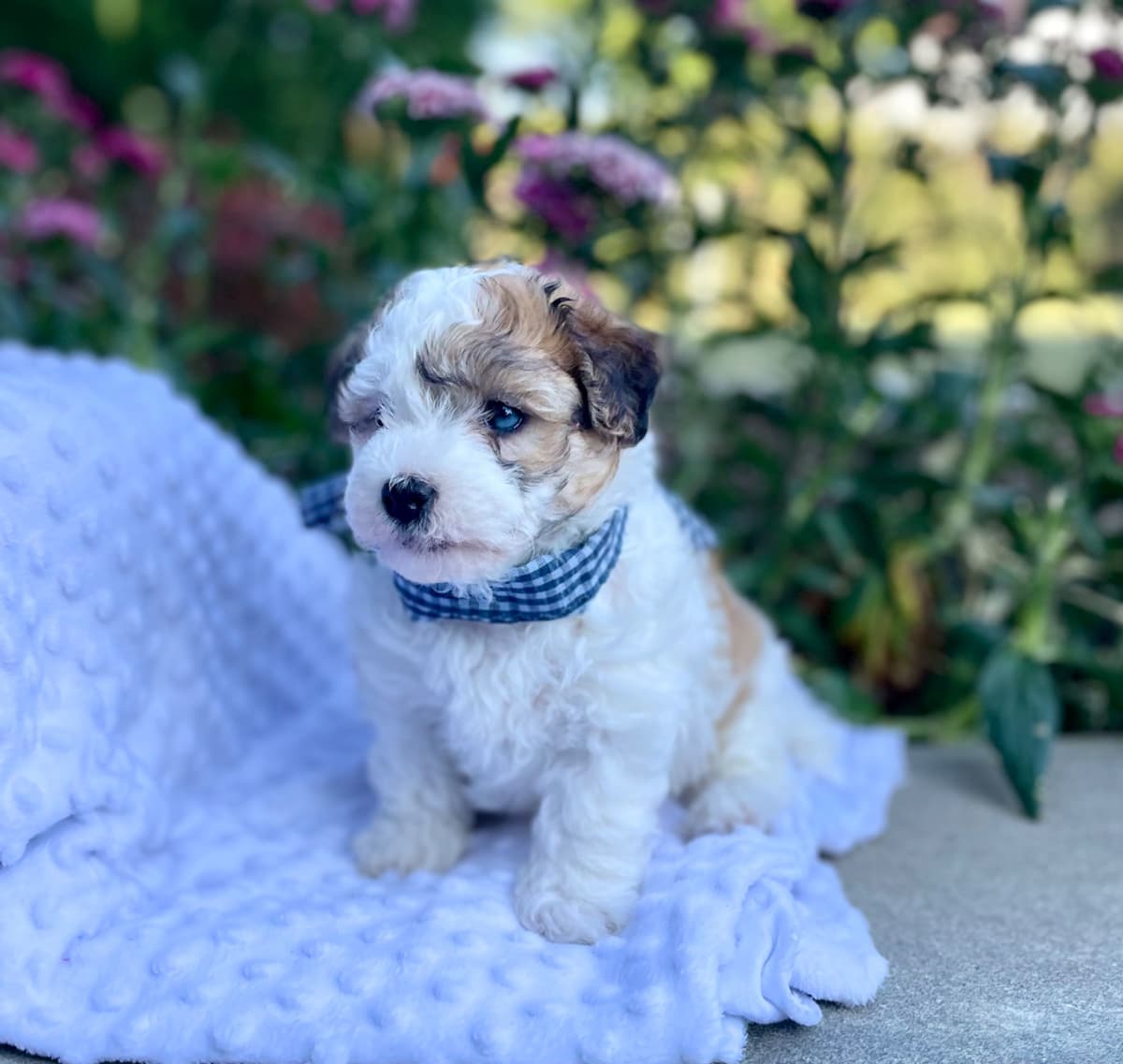 Beautiful Havanese Puppies. Call or text 717-807-7934 breeder image 24