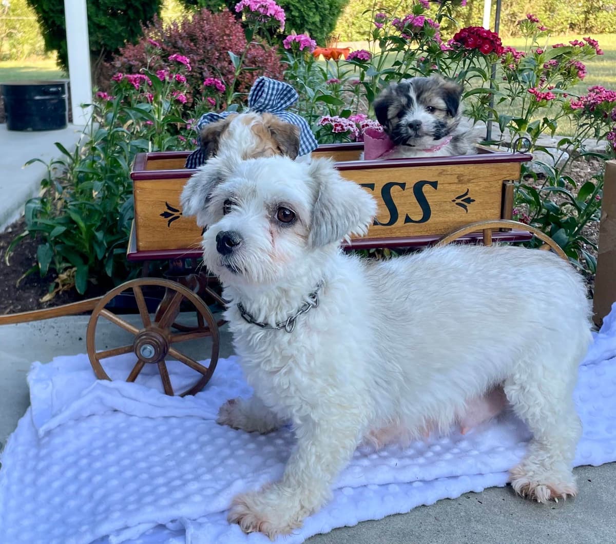 Beautiful Havanese Puppies. Call or text 717-807-7934 breeder image 25