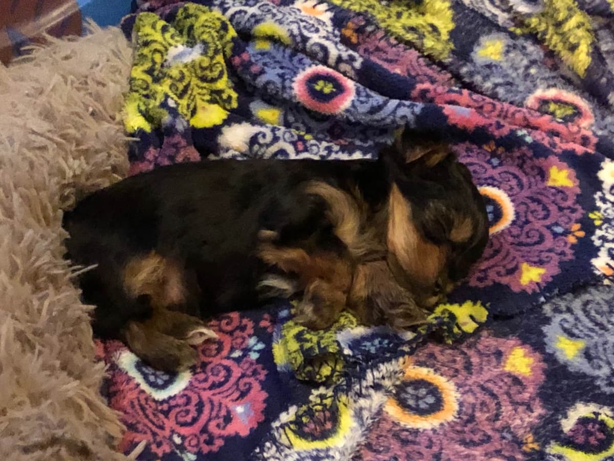 Yorkshire Terrier Puppies breeder image 3