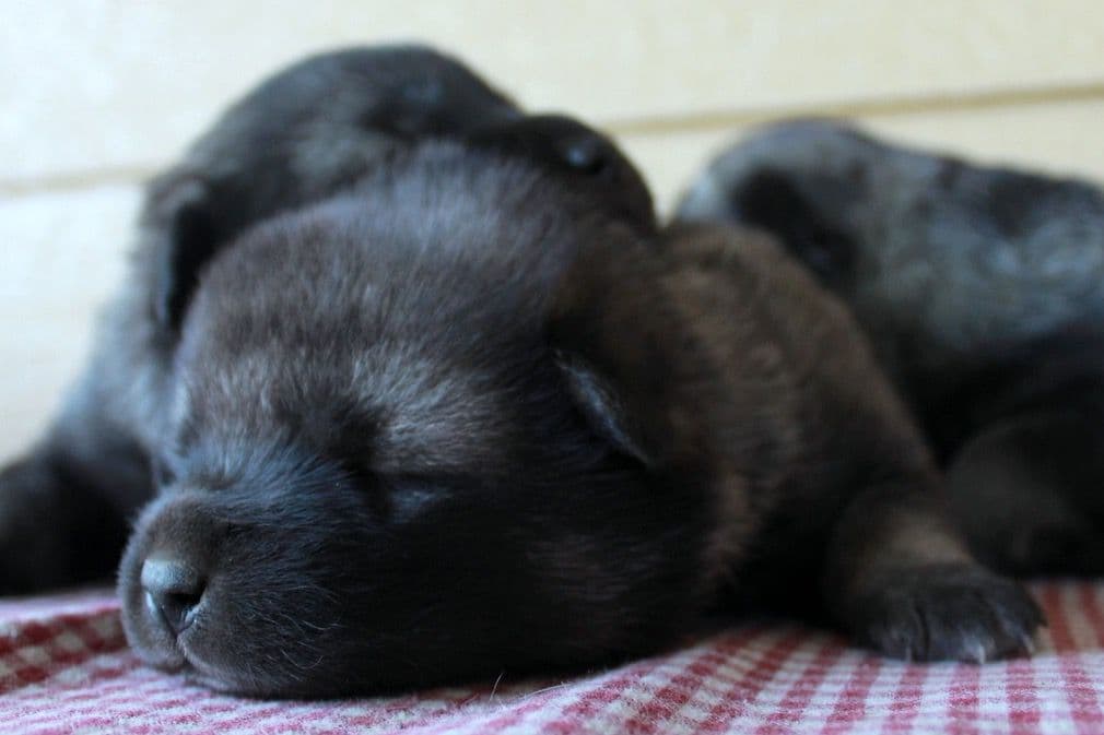 Norwegian Elkhound Puppies breeder image 1