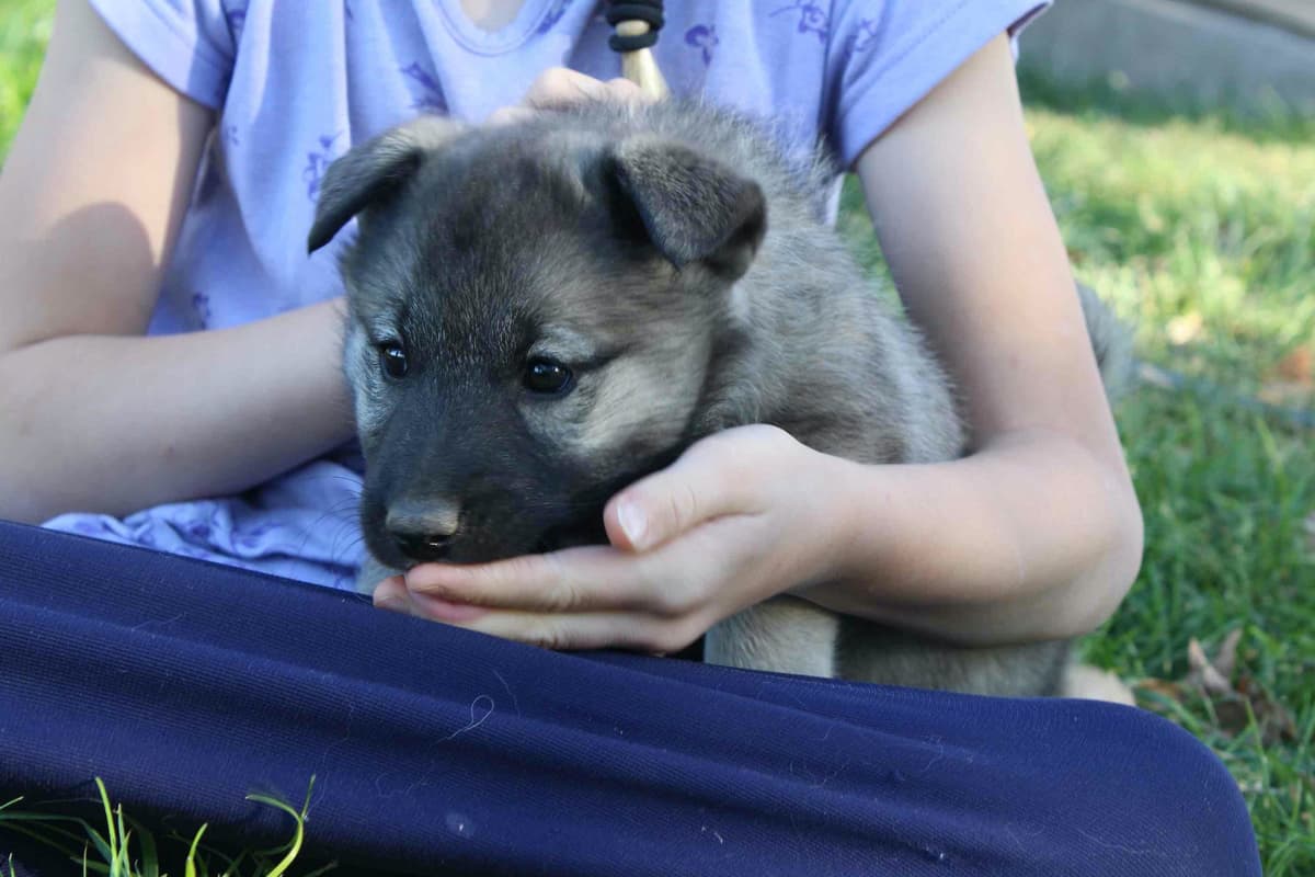 Norwegian Elkhound Puppies breeder image 2