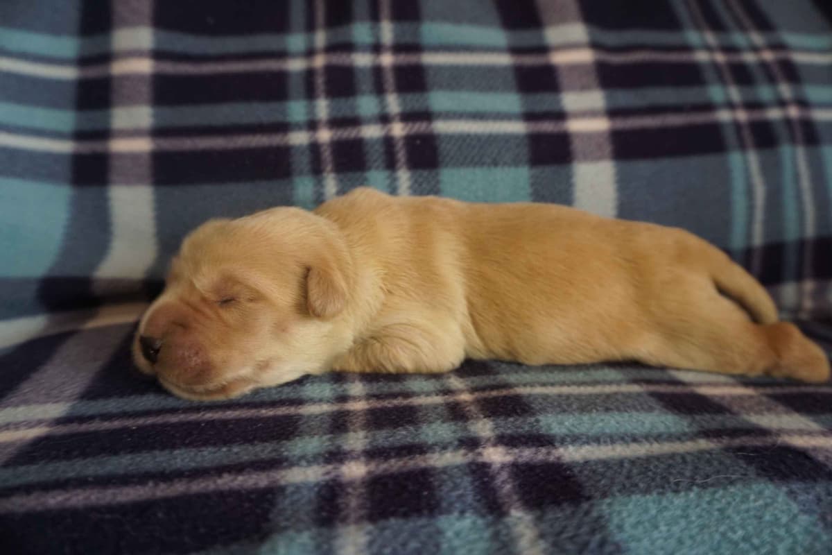 Golden Retriever Puppies breeder image 4