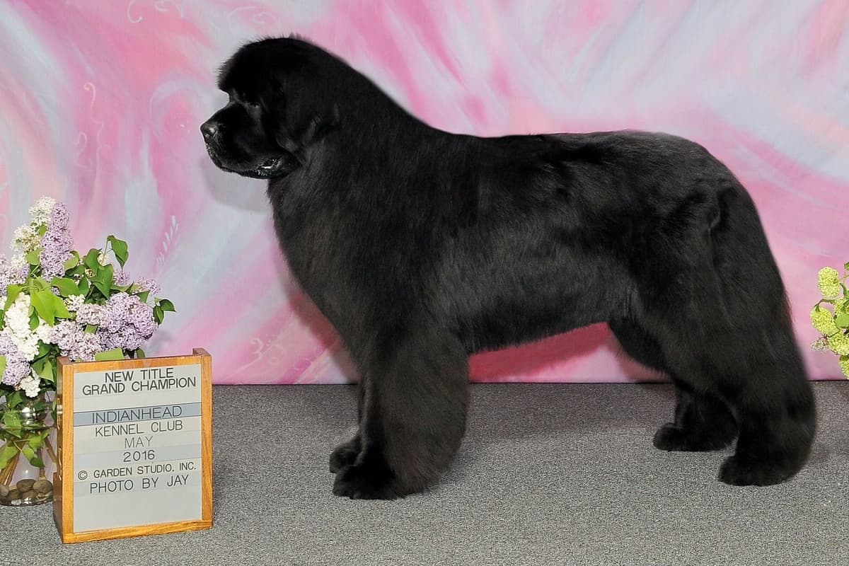 Newfoundland Puppies breeder image 1