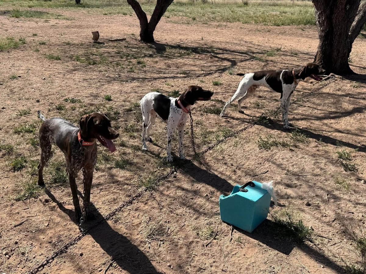 AKC pre-paid German Shorthaired Pointer Puppies w/ akc microchip breeder image 17
