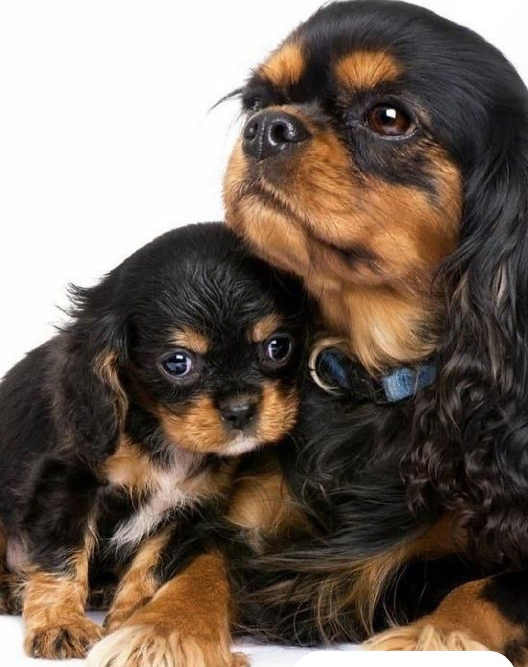 Cavalier King Charles Spaniel Puppies breeder image 1