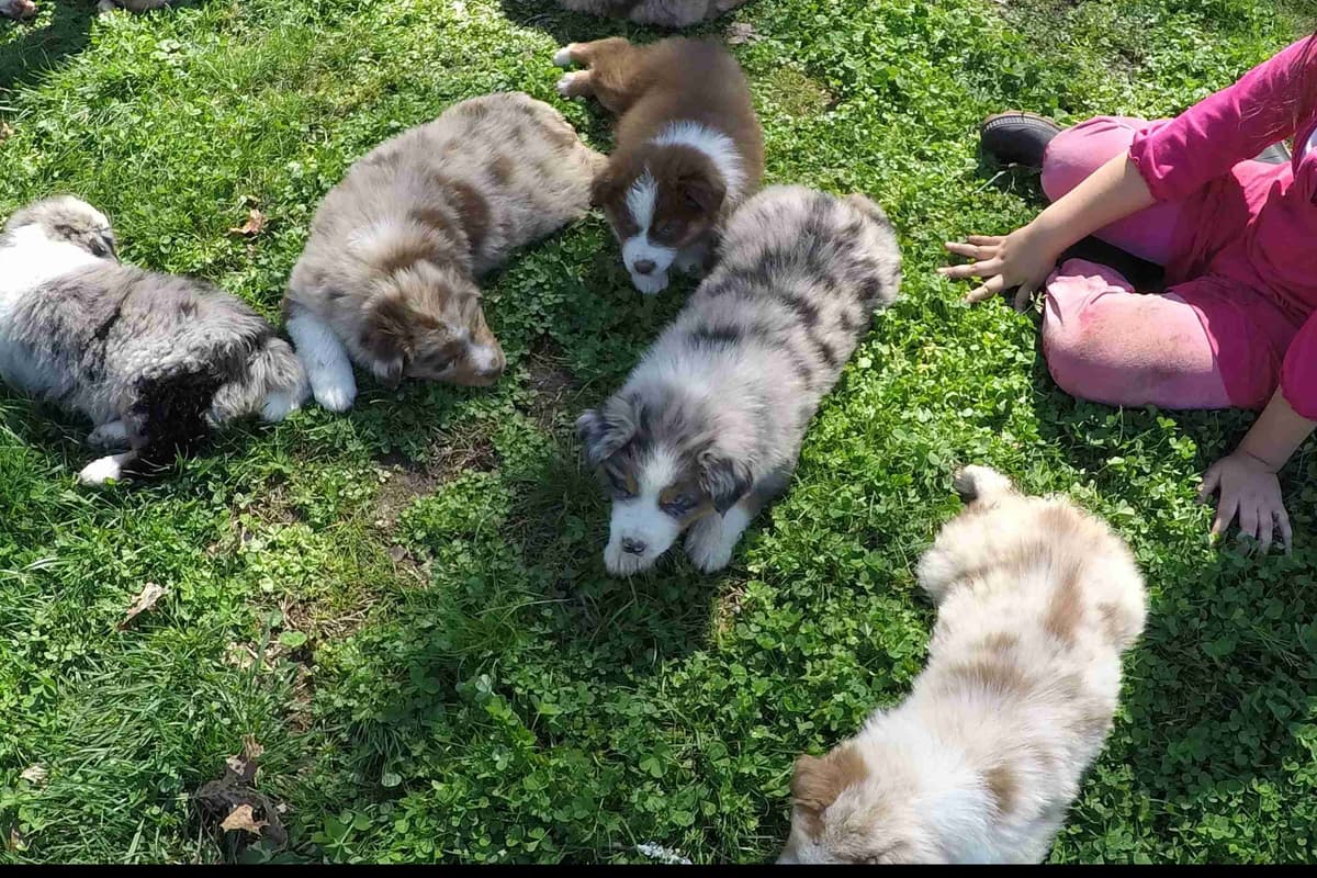 Australian Shepherd Puppies breeder image 8