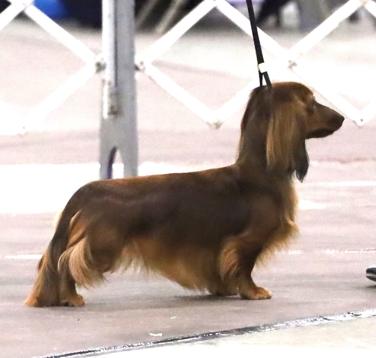 Dachshund Puppies breeder image 12