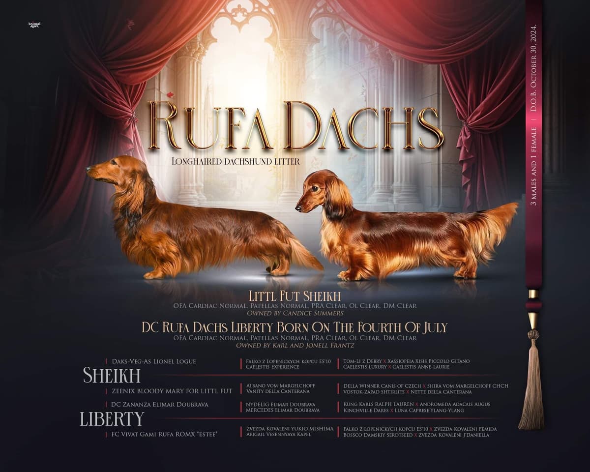 Dachshund Puppies breeder image 15