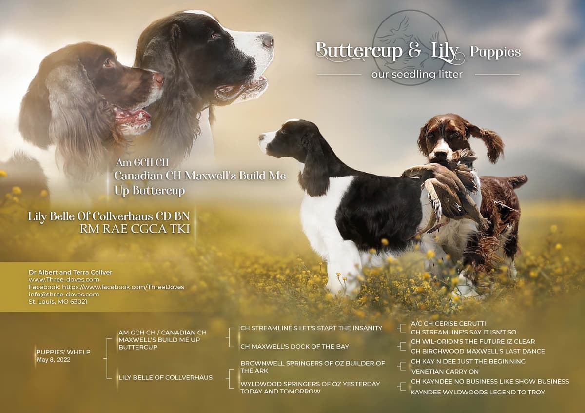English Springer Spaniel Puppies — Champion-Sired, Health-Tested breeder image 19