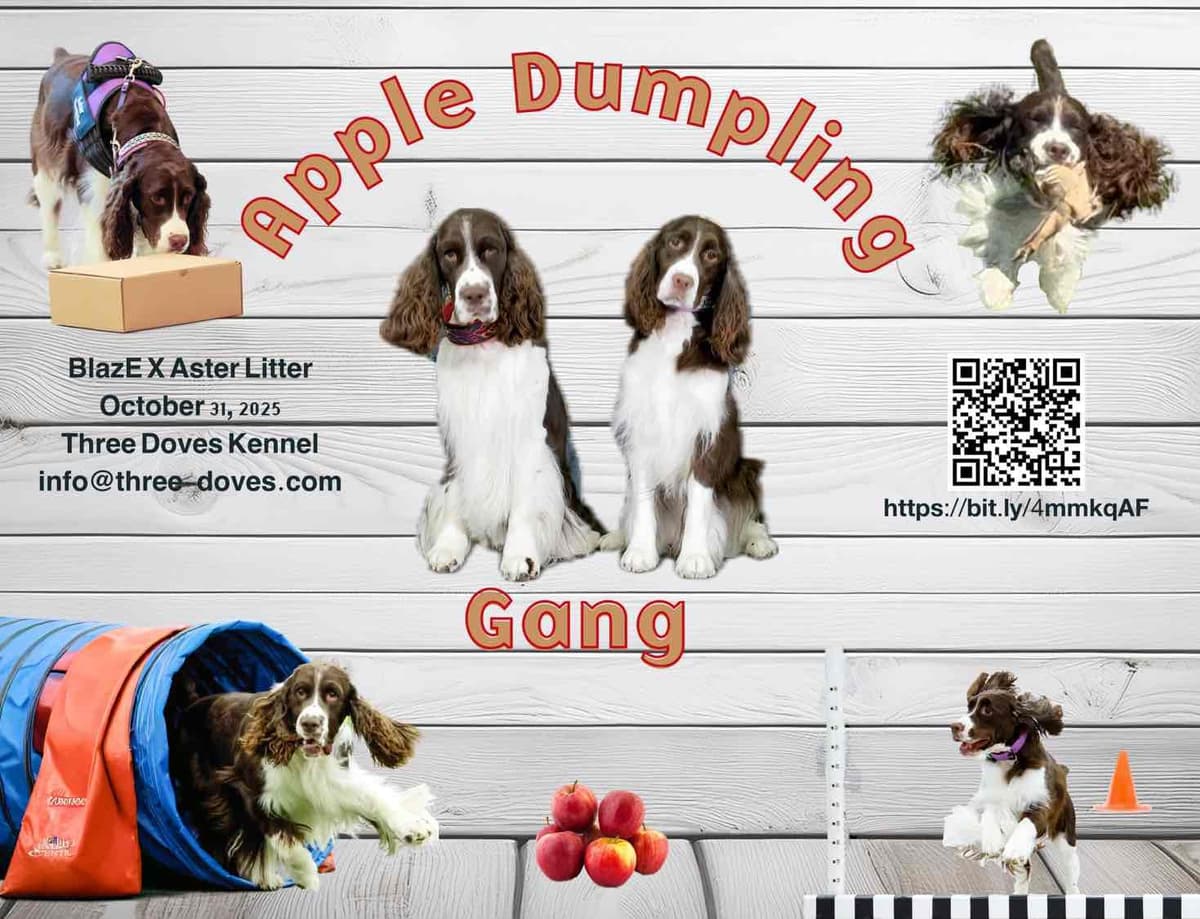 English Springer Spaniel Puppies — Champion-Sired, Health-Tested breeder image 2