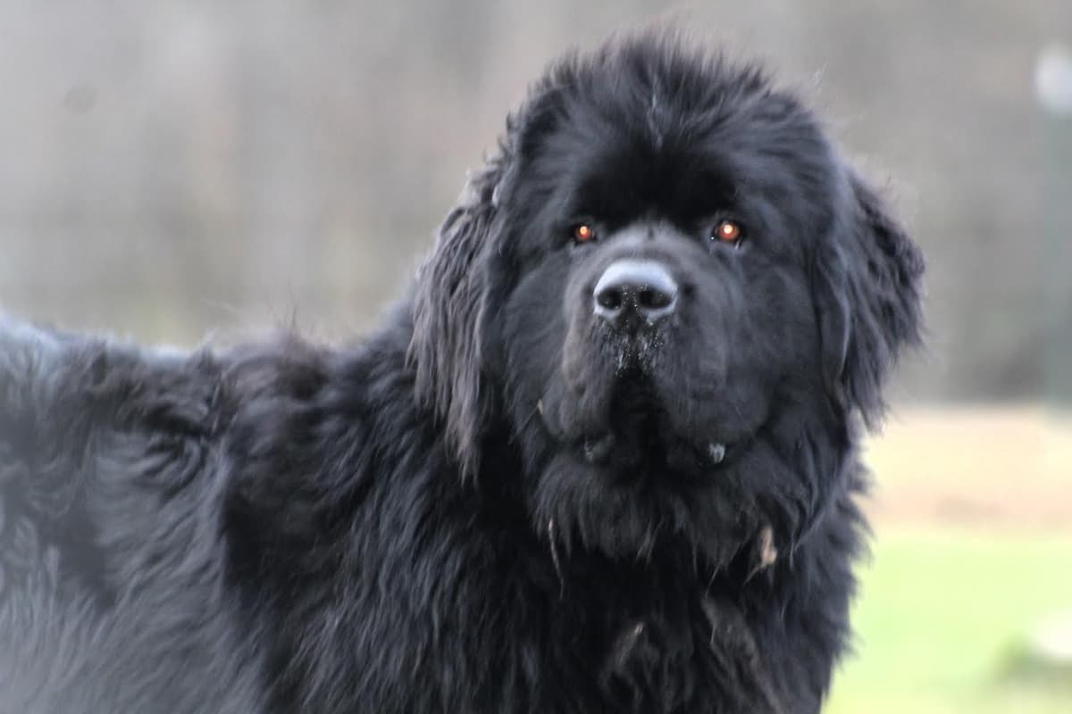 Newfoundland Puppies breeder image 3
