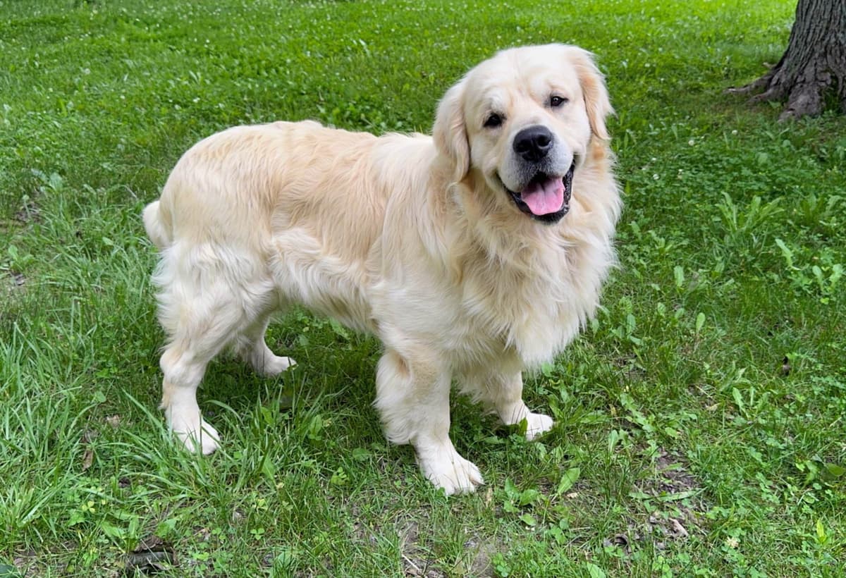 Champion Bloodline English Golden Retriever Puppies breeder image 8