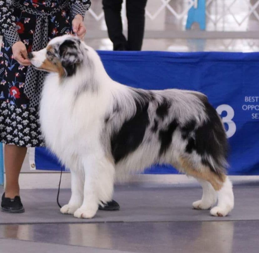 Australian Shepherd Puppies breeder image 5