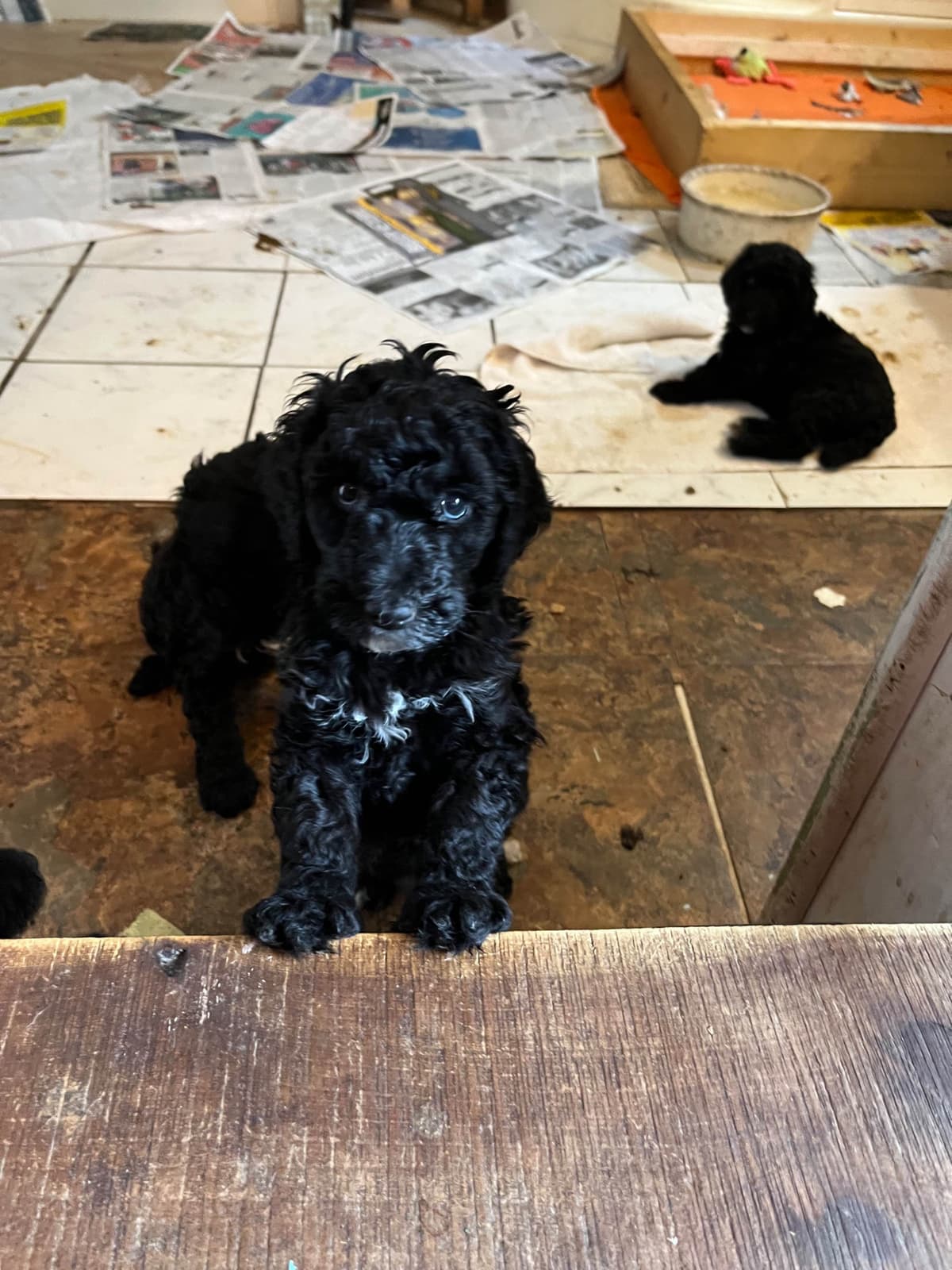 Poodle Puppies breeder image 5