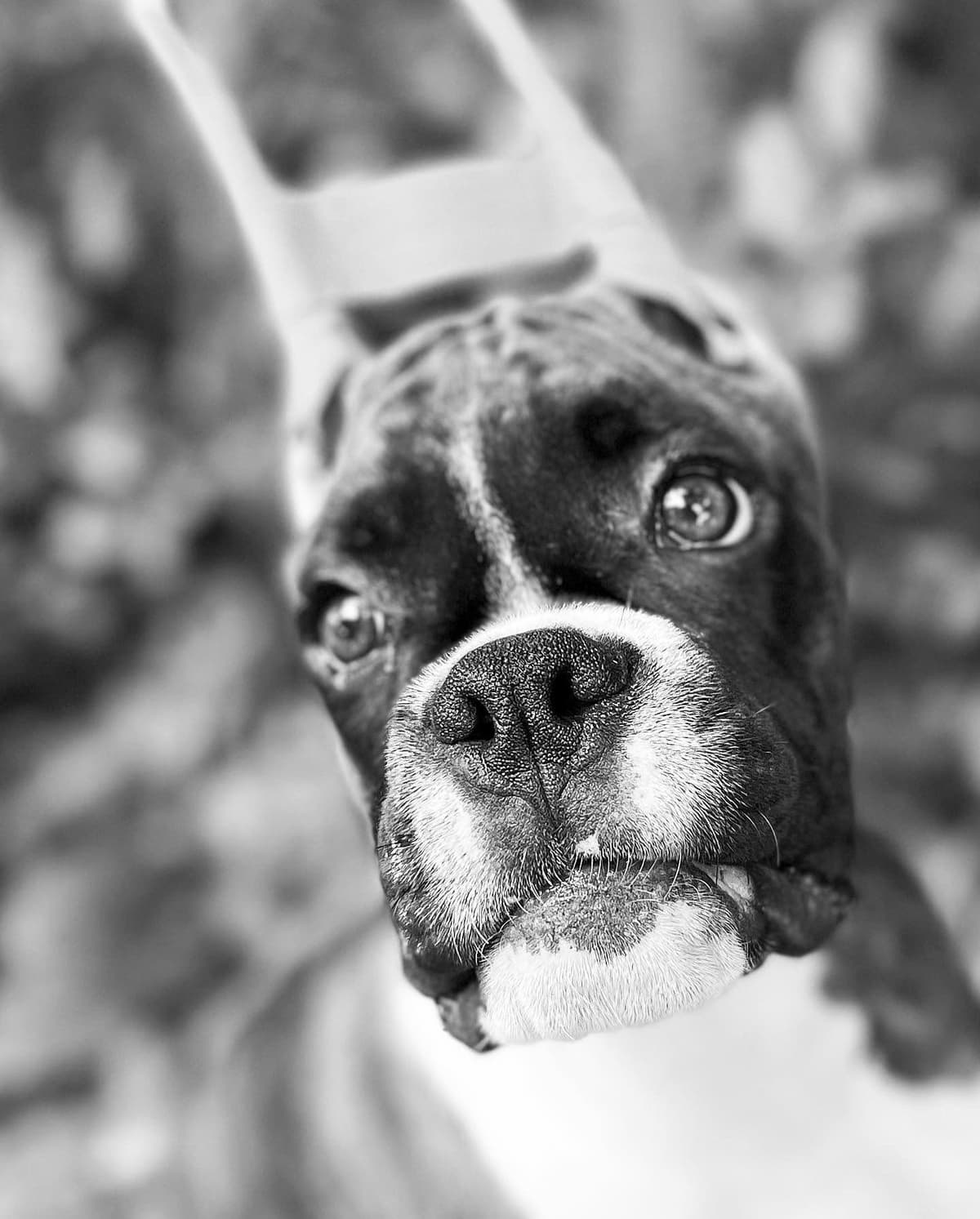Boxer Puppies breeder image 4