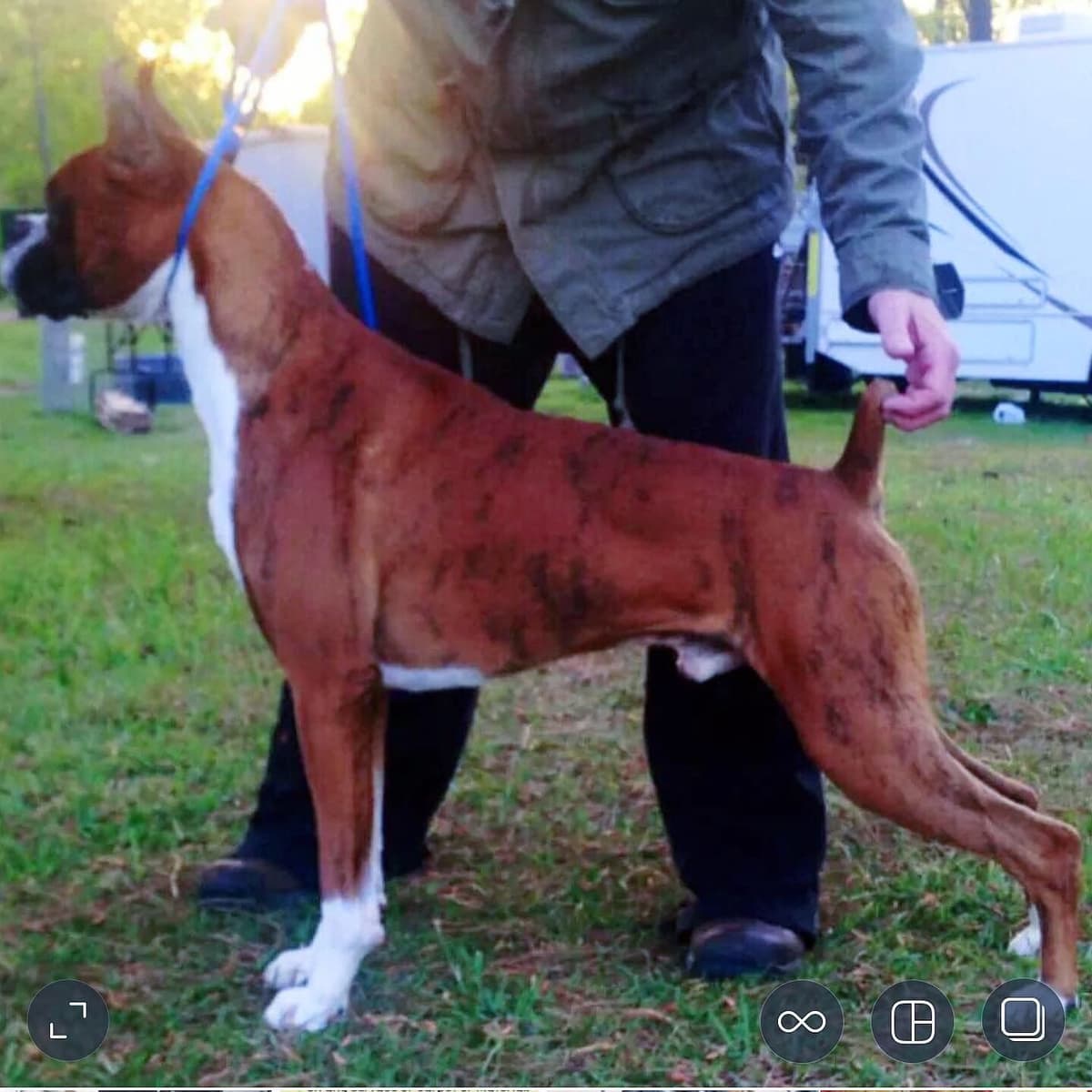 Boxer Puppies breeder image 11