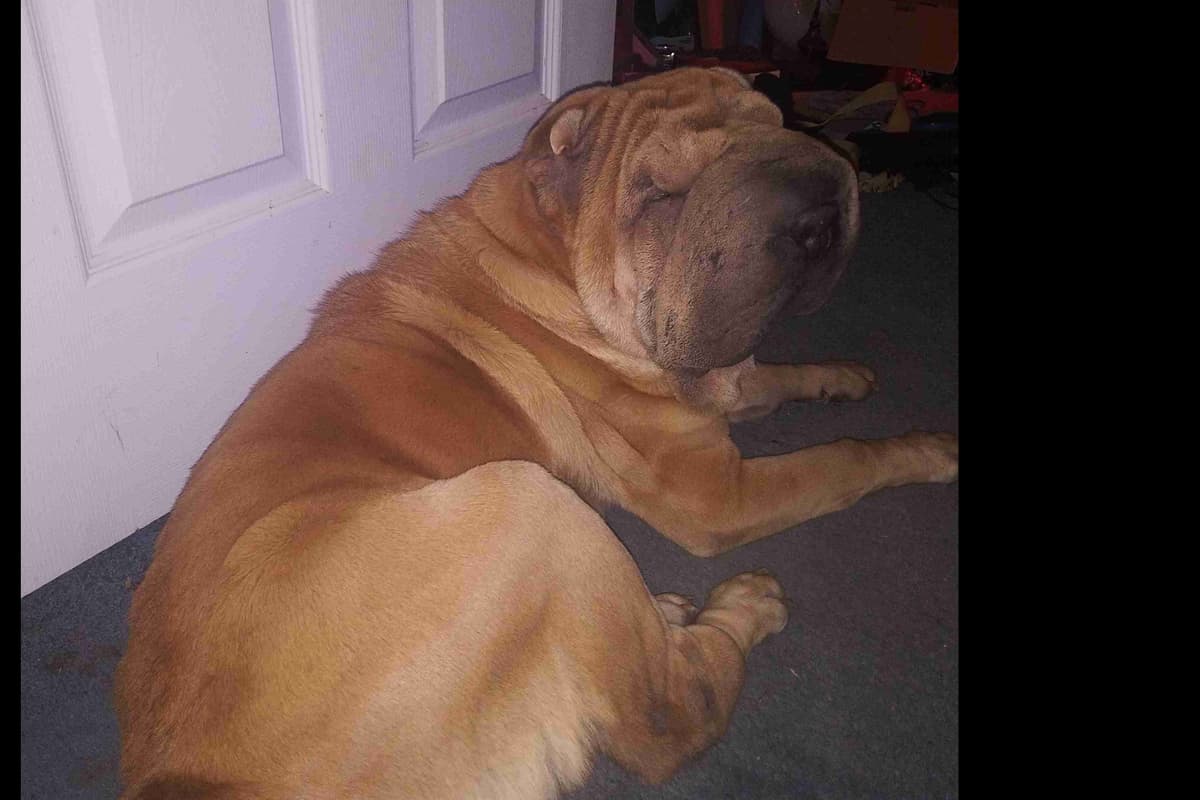 Chinese Shar-Pei Puppies breeder image 4