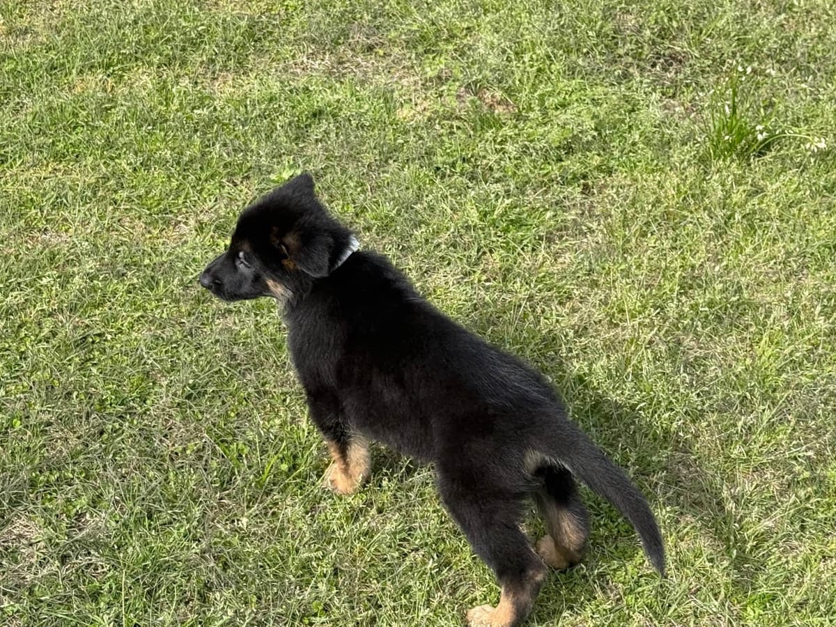 German Shepherd Dog Puppies breeder image 7