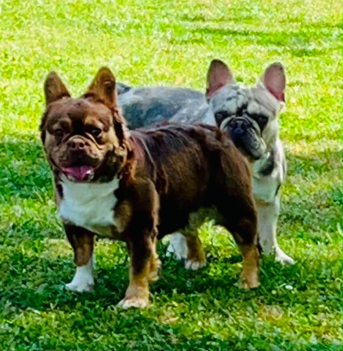French Bulldog Puppies DNA health tested clear Puppies ready July 18 breeder image 2