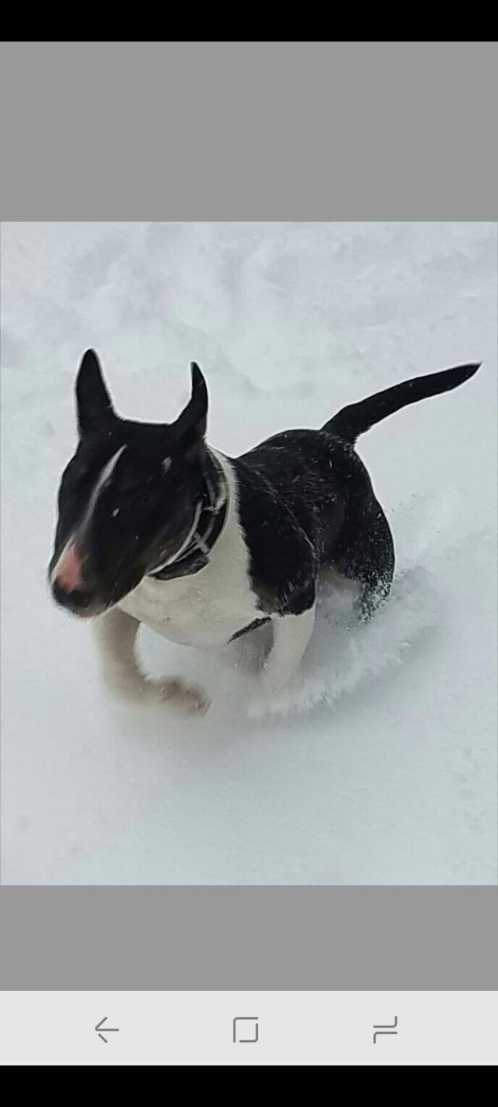Bull Terrier Puppies breeder image 3
