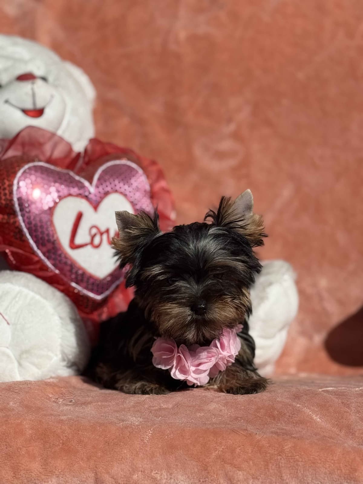 Yorkshire Terrier Puppies breeder image 10