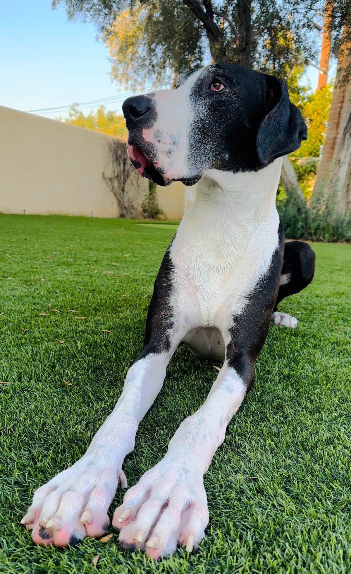 Great Dane Puppies breeder image 1