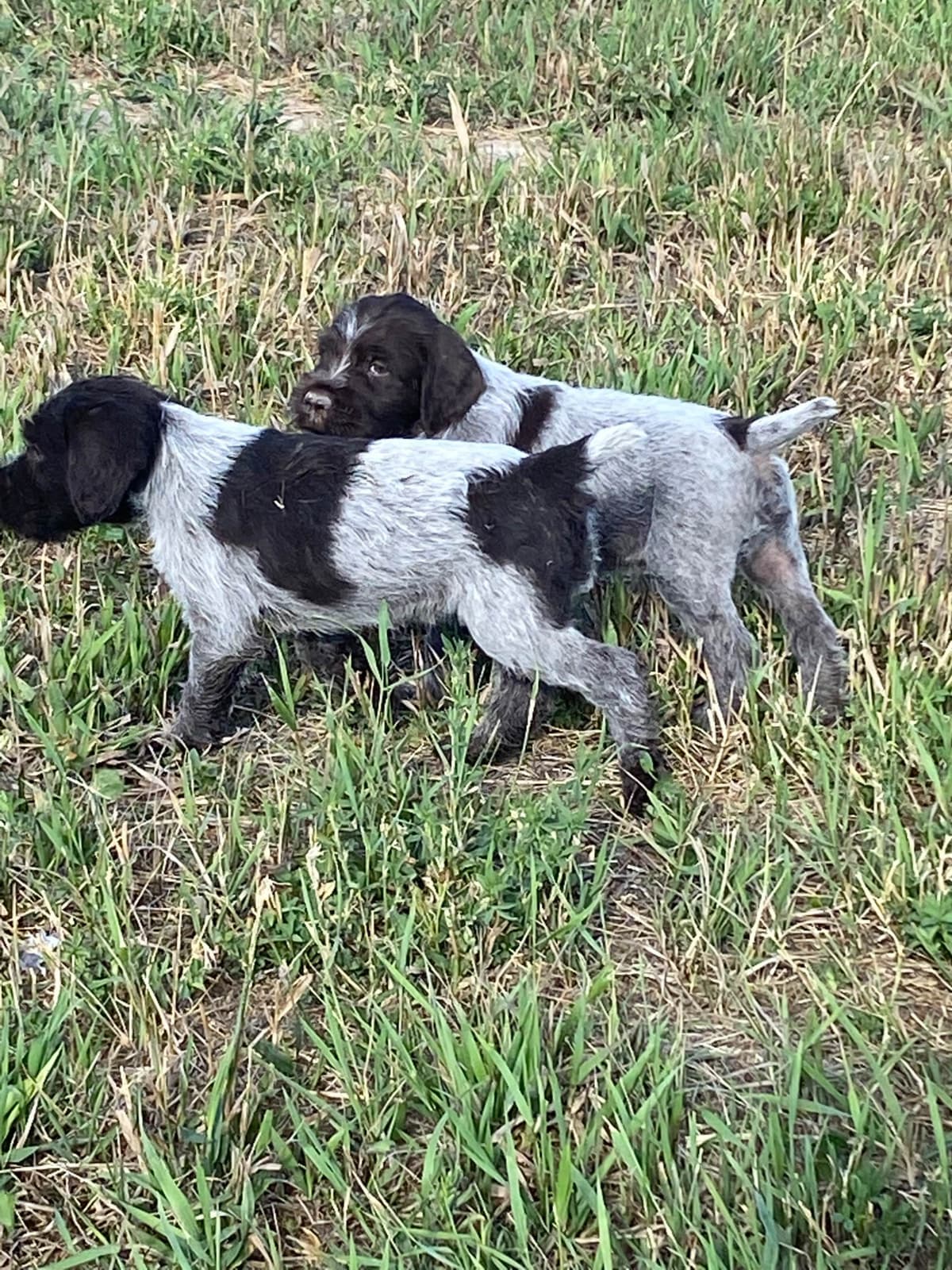 Wirehaired Pointing Griffon Puppies breeder image 3