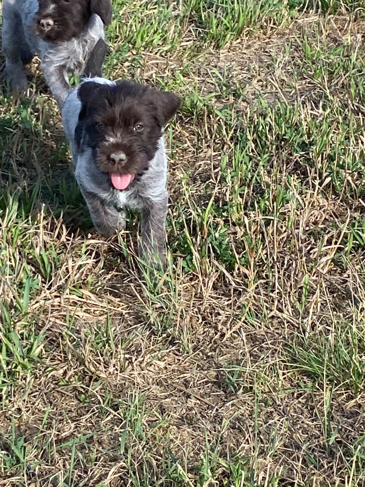 Wirehaired Pointing Griffon Puppies breeder image 5