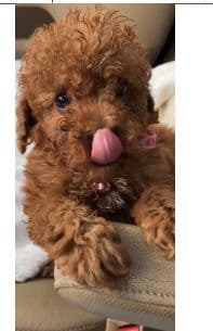 Golden Retriever Puppies breeder image 1