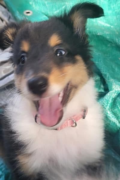 Shetland Sheepdog Puppies breeder image 21
