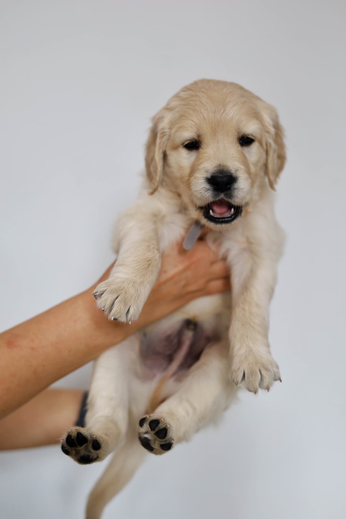 Golden Retriever Puppies breeder image 4