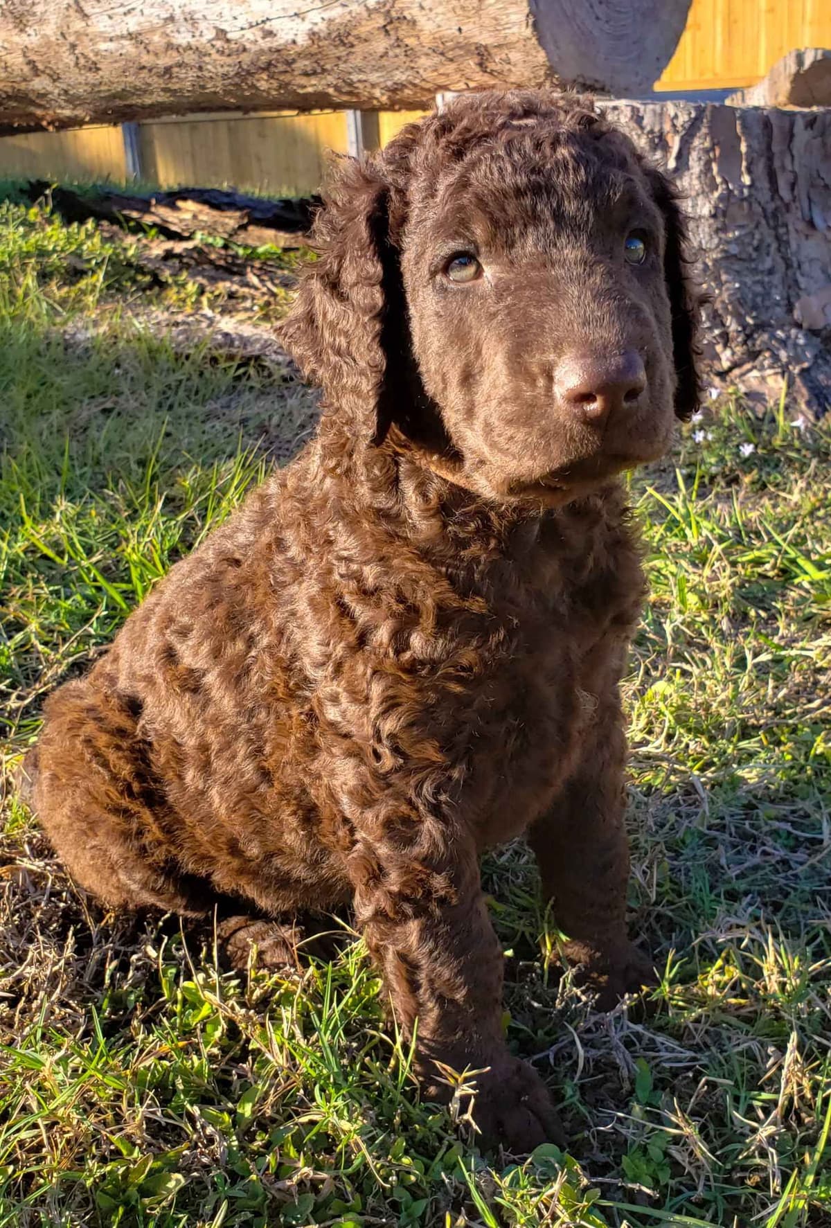 4 month old CCR show puppies available breeder image 18