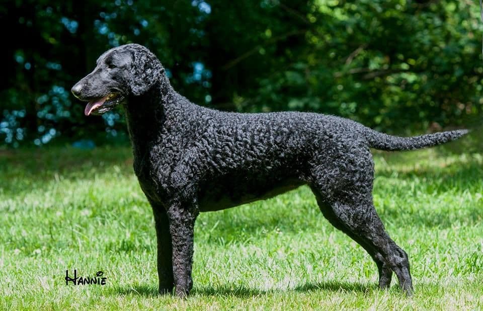 4 month old CCR show puppies available breeder image 27