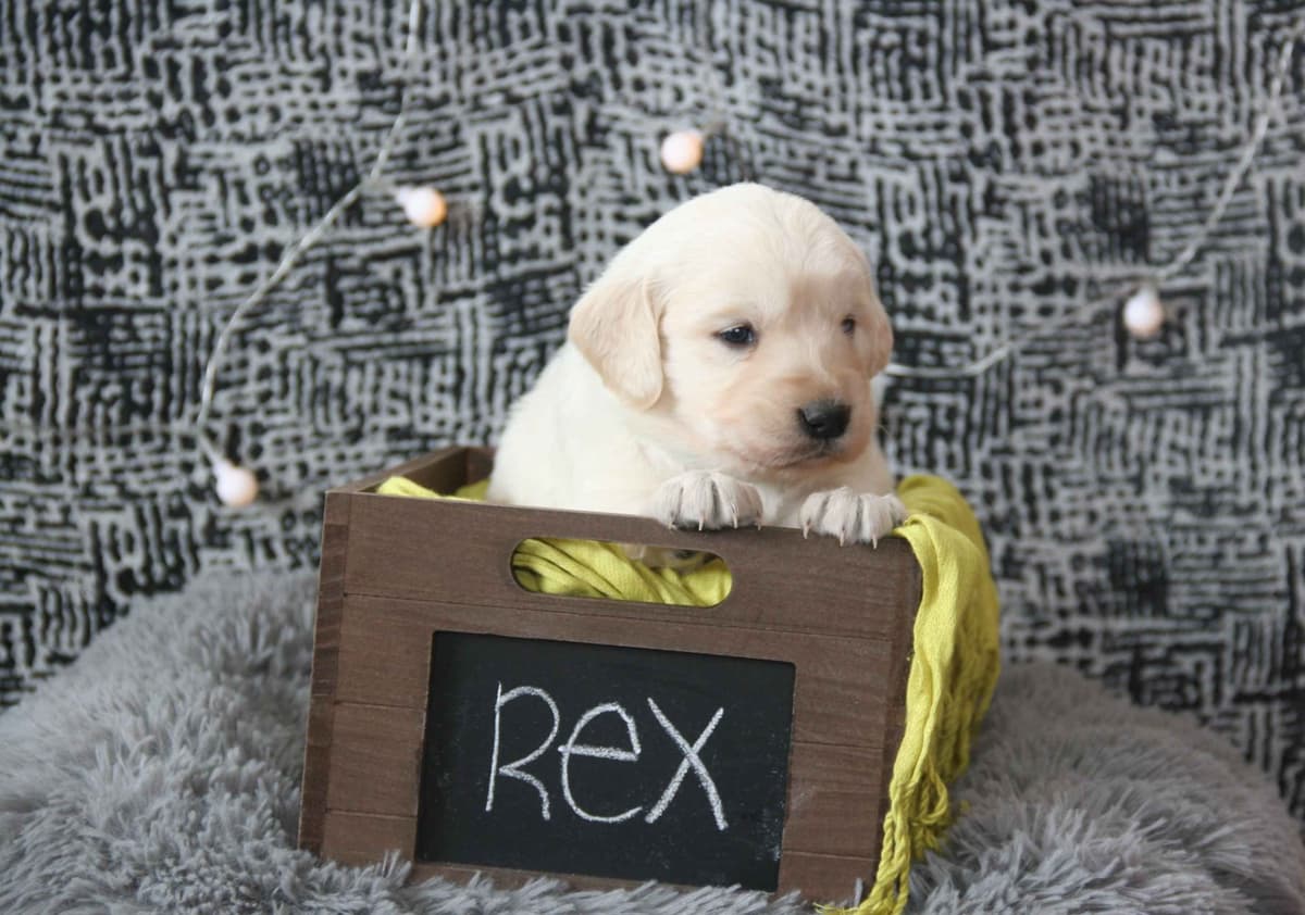 Golden Retriever Puppies breeder image 3