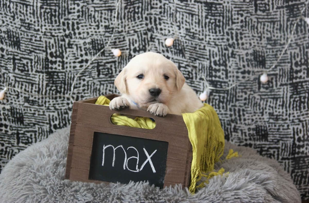 Golden Retriever Puppies breeder image 5