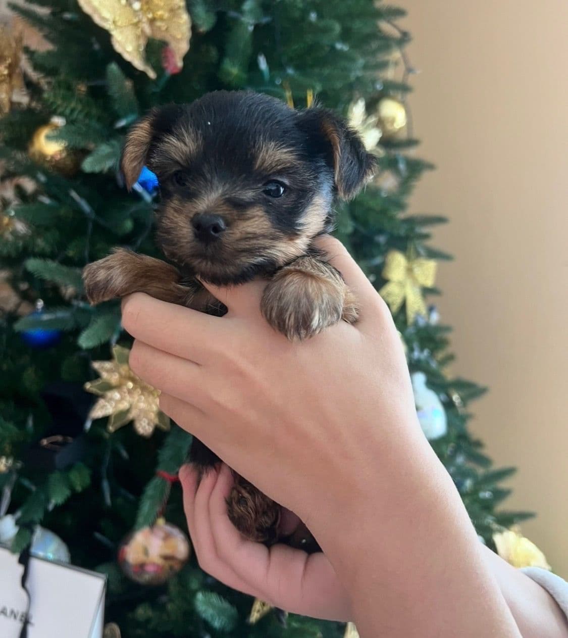 Yorkshire Terrier Puppies breeder image 5