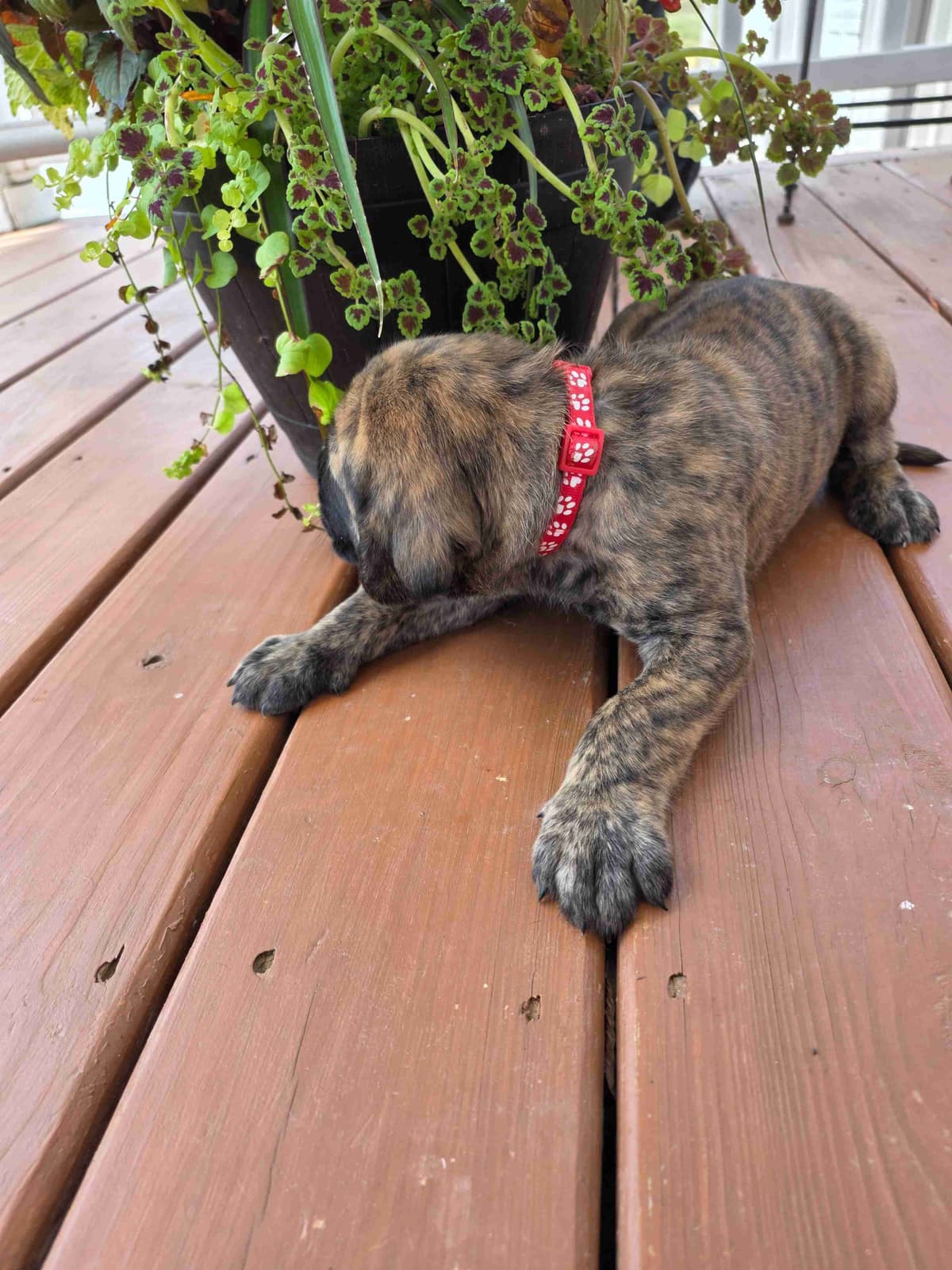 English Mastiff Puppies breeder image 6