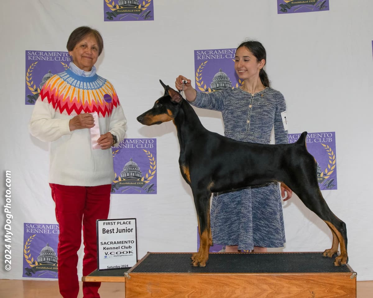 Doberman Pinscher Puppies breeder image 9