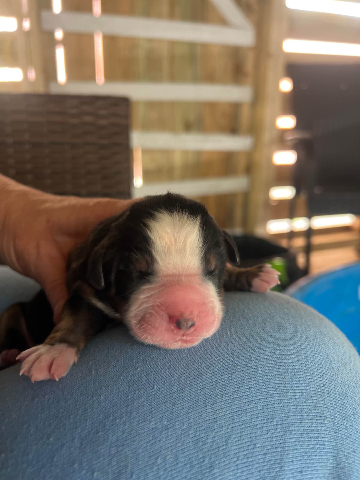 Bernese Mountain Dog Puppies breeder image 6